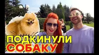 Подкинули собаку в чужой номер отеля - Кто потерял Померанского шпица в Болгарии ?!