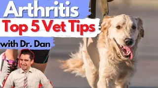 Arthritis in the dog.  5 tips to help your dog feel and do better with Dr. Dan.