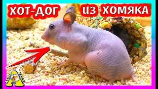 ЧТО ТВОРИТ ХОМКИ ЙЕНИФЕР / СКОЛЬКО СТОИТ ЛЫСЫЙ СИРИЙСКИЙ ХОМЯК  / Alisa Easy Pets