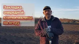 Высаживаем ряды малины на ягоду. Хелли, Маргарита, Маравилла, Полонез