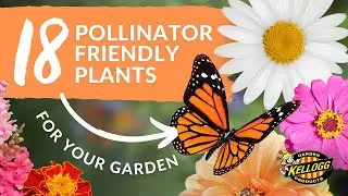 18 Pollinator Plants To Grow 🌼🐝