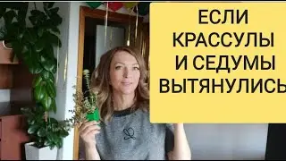 Вытянулся суккулент - что делать