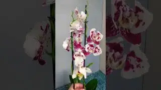 Танго пелор орхидея ❤️