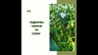 Подкормка по стволу. Томаты. Биогумус