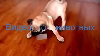 Видео о животных