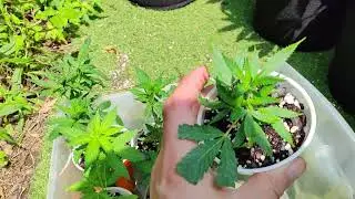Mutated cannabis plants that grow like a bush!