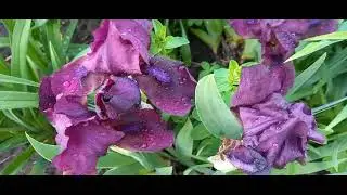 #дизайнсада #ирисы #ЧерриГарден / Ирис Черри Гарден. Особенности бордюрного ириса.