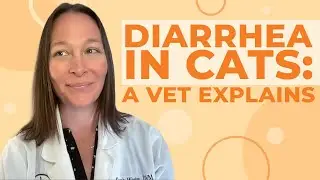 Diarrhea in Cats: Causes, Symptoms, & Treatment