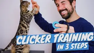 Clicker Training FOR CATS Tutorial - How to CLICKER TRAIN CAT in 3 steps