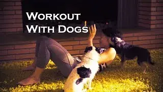 Benefits of Working Out & Playing with Your DOGS