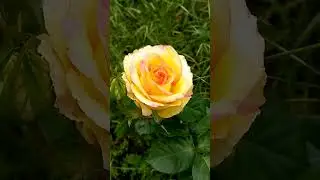 Послушайте! Волшебная музыка для души! Релакс