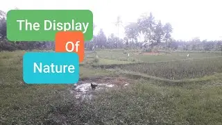 The Display Of Nature