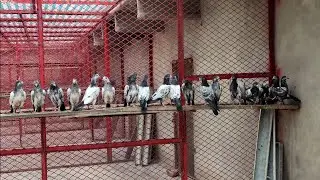 Baby Pigeons going to MARDAN
