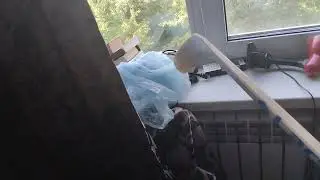 Вадим против осы.