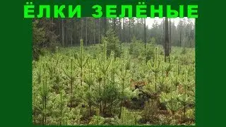 Как мы выращиваем лес.  Meža audzēšana.