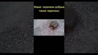 Черепаха 