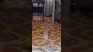 Попугай приучает самку к ходьбе по полу😅 