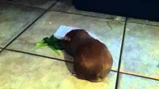 Guinea Pig Fortune Teller