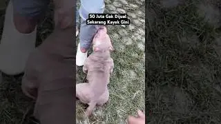 Kondisi Anjing Viral 50 Juta Gak Dijual