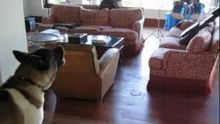 Deegan the singing Akita