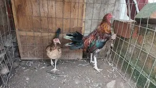 El Renacer del Gallo y su pollada están en vivo