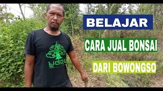 PENJELASAN GROND DARI BOWONGSO DAN CARA JUALNYA ❗MENJAWAB PERTANYAAN DARI KALIAN #BOWONGSO #BONSAI