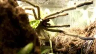 Cyriopagopus sp. blue agressive
