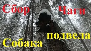 Сбор чаги и немножко шока в конце.