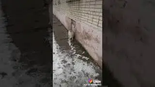 Животный двор,Удерживай язык свой от зла ,Псалом. Под новую музыку.Губский Ж.
