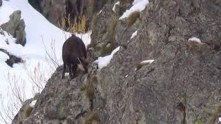 Горы. Горный козел