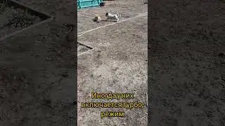 Ванесса в турбо режиме