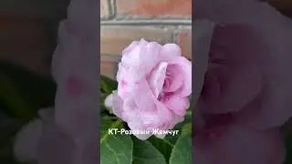18 августа 2023 г.
