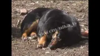 Бродячие собаки