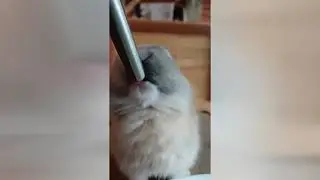 Cute bunny drinking water #bunny #bunnies #netherlanddwarfbunny🐇🐇🐰🐰