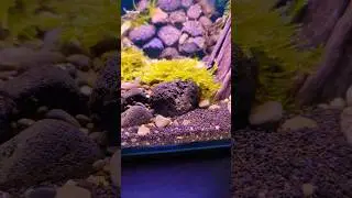 Shop, Bachlauf und News 💪🏻 #aquaristik #aquarium #garnelen #aquascape