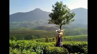 Relaxing Music for Focus, Stress Relief Music(2022)