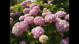 Сад в начале августа #дача#сад#цветник