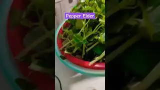 Pepper Elder cooking#cookingfood #foodthai #foodkhmer #cooking#foodmaking  #eatingfood#foodcooking