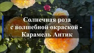 Солнечная роза с волшебной окраской - Карамель Антик. Питомник растений Е. Иващенко