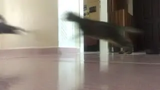 EVDE İKİ KEDİNİN KLASİK 5 DAKİKASI