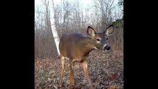 Curious Deer Checks YOU Out - WoW!