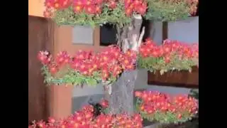 Бонсай. Bonsai.