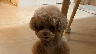 신상남 복떠니🐶