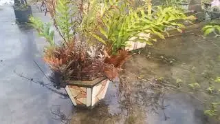 Terbaru Pengganti Ambiiyah dari Planet Namec | Ambiyah Terbaru 2021