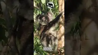 What a koala NOSE!          |         Mikkel