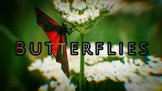 BloodLeaf - Butterflies
