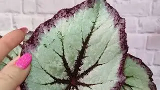 Бегонии. Красоты много не бывает!