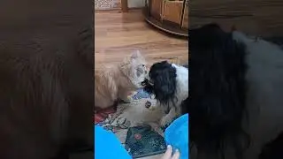 Кот играет с  собакой. Симба&Ларси. #catdog #ларси #собака#кот#рыжик  #разборка #cat #dog #спаниель