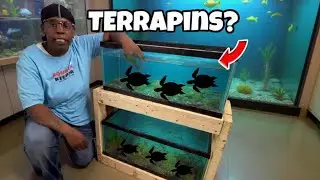 How to setup: The PERFECT DiamondBack Terrapin aquarium