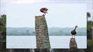 A BEAUTIFUL DUCK